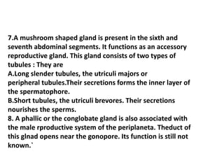7.A mushroom shaped gland is present in the sixth and
seventh abdominal segments. It functions as an accessory
reproductive gland. This gland consists of two types of
tubules : They are
A.Long slender tubules, the utriculi majors or
peripheral tubules.Their secretions forms the inner layer of
the spermatophore.
B.Short tubules, the utriculi brevores. Their secretions
nourishes the sperms.
8. A phallic or the conglobate gland is also associated with
the male rproductive system of the periplaneta. Theduct of
this glnad opens near the gonopore. Its function is still not
known.`
 