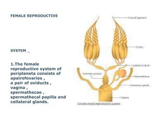 FEMALE REPRODUCTIVE
SYSTEM
1.The female
reproductive system of
periplaneta consists of
apairofovaries ,
a pair of oviducts ,
vagina ,
spermathecae ,
spermathecal papilla and
collateral glands.
 