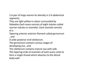 2.A pair of large ovaries lie laterally in 2-6 abdominal
segments.
They are light yellow in colour surrounded by
fatbodies.Each ovary consists of eight tubules called
ovarian tubules or ovarioles. Each ovariole consists
of a
Tapering anterior anterior filament called germarium
, and
A wide posterior end vitellarium.
The germarium contains various stages of
developing ova , and
The vitellarium contains mature ova with yolk.
The tapering ends of ovarioles of each ovary unite to
form a single thread which attaches to the dorsal
body wall.
 