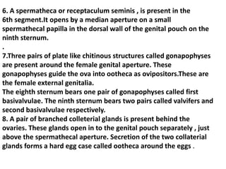 6. A spermatheca or receptaculum seminis , is present in the
6th segment.It opens by a median aperture on a small
spermathecal papilla in the dorsal wall of the genital pouch on the
ninth sternum.
.
7.Three pairs of plate like chitinous structures called gonapophyses
are present around the female genital aperture. These
gonapophyses guide the ova into ootheca as ovipositors.These are
the female external genitalia.
The eighth sternum bears one pair of gonapophyses called first
basivalvulae. The ninth sternum bears two pairs called valvifers and
second basivalvulae respectively.
8. A pair of branched colleterial glands is present behind the
ovaries. These glands open in to the genital pouch separately , just
above the spermathecal aperture. Secretion of the two collaterial
glands forms a hard egg case called ootheca around the eggs .
 