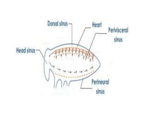 7. structural organisation in animals