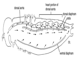 7. structural organisation in animals