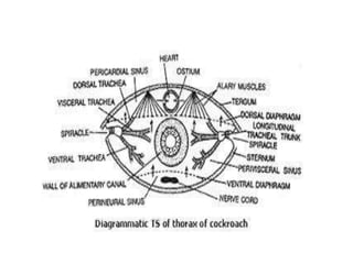 7. structural organisation in animals