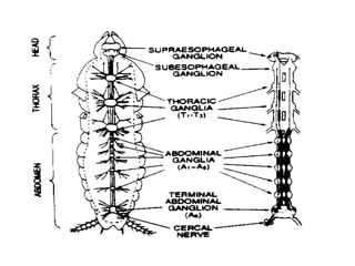 7. structural organisation in animals