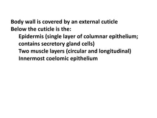 Body wall is covered by an external cuticle
Below the cuticle is the:
Epidermis (single layer of columnar epithelium;
contains secretory gland cells)
Two muscle layers (circular and longitudinal)
Innermost coelomic epithelium
 