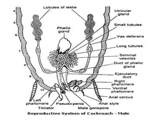 7. structural organisation in animals