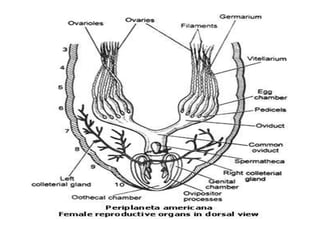 7. structural organisation in animals