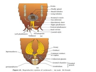 7. structural organisation in animals