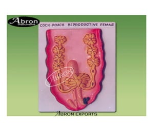 7. structural organisation in animals