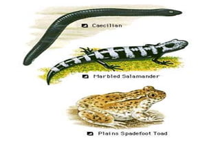 7. structural organisation in animals