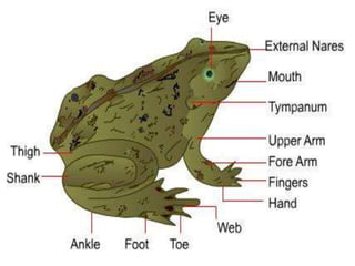 7. structural organisation in animals