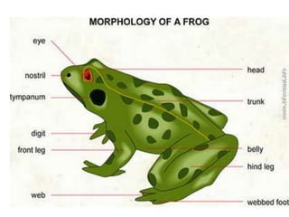 7. structural organisation in animals