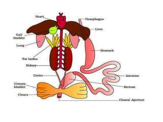 7. structural organisation in animals