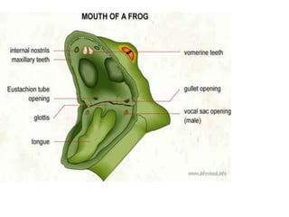 7. structural organisation in animals
