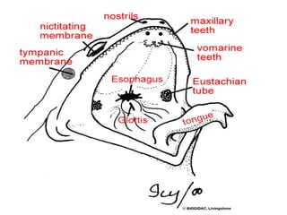 7. structural organisation in animals