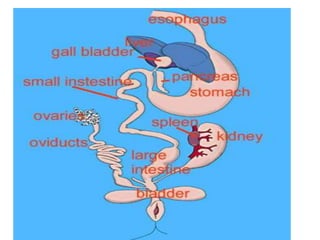 7. structural organisation in animals