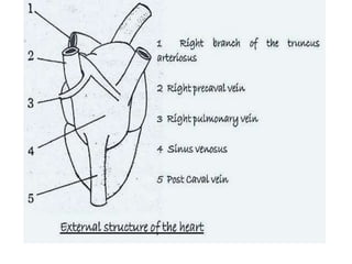 7. structural organisation in animals
