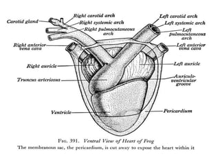 7. structural organisation in animals