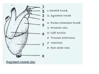 7. structural organisation in animals