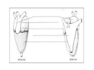 7. structural organisation in animals