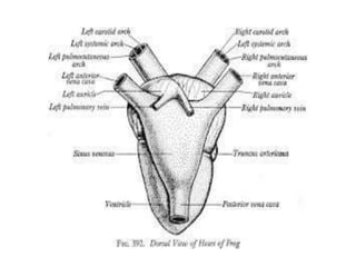 7. structural organisation in animals