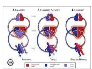 7. structural organisation in animals