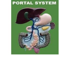 7. structural organisation in animals
