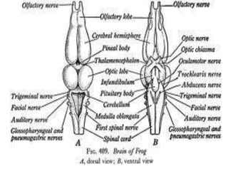 7. structural organisation in animals