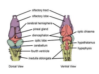 7. structural organisation in animals