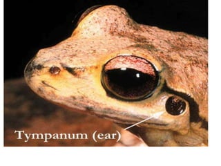 7. structural organisation in animals