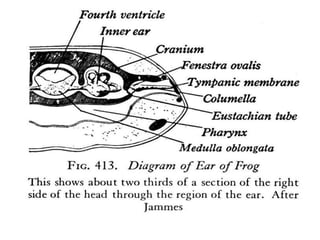 7. structural organisation in animals