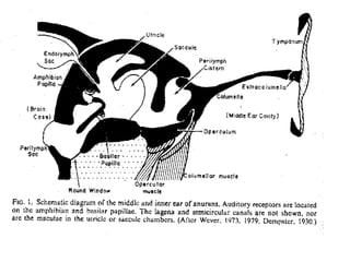 7. structural organisation in animals