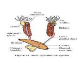 7. structural organisation in animals