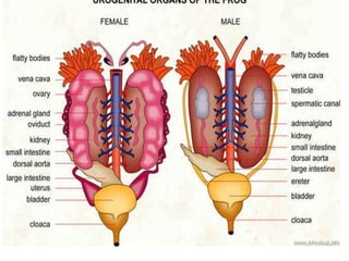 7. structural organisation in animals