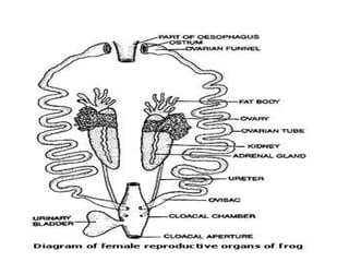 7. structural organisation in animals
