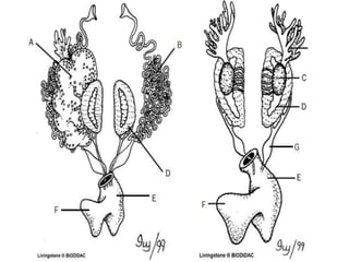 7. structural organisation in animals