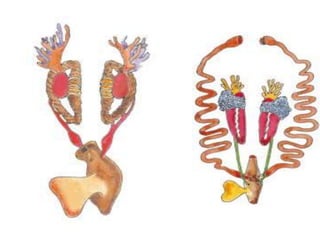 7. structural organisation in animals