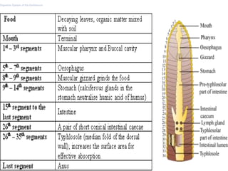 Digestive System of the Earthworm
 