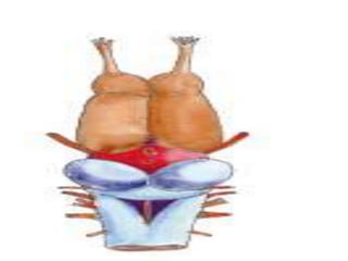 7. structural organisation in animals