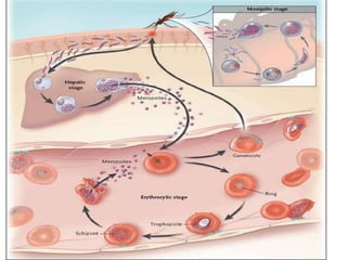 7. structural organisation in animals