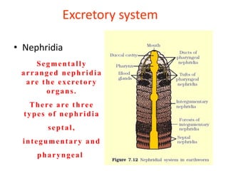 Excretory system
• Nephridia
Segmentally
arranged nephridia
are the excretory
organs.
There are three
types of nephridia
septal,
integumentary and
pharyngeal.
 