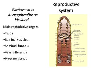 Reproductive
systemEarthworm is
hermaphrodite or
bisexual .
Male reprodutive organs
•Testis
•Seminal vesicles
•Semimal funnels
•Vasa differentia
•Prostate glands
 