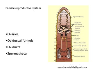 Female reproductive system
•Ovaries
•Oviduccal funnels
•Oviducts
•Spermatheca
surendranaduthila@gmail.com
 