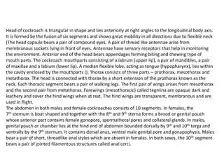 Head of cockroach is triangular in shape and lies anteriorly at right angles to the longitudinal body axis.
It is formed by the fusion of six segments and shows great mobility in all directions due to flexible neck
(The head capsule bears a pair of compound eyes. A pair of thread like antennae arise from
membranous sockets lying in front of eyes. Antennae have sensory receptors that help in monitoring
the environment. Anterior end of the head bears appendages forming biting and chewing type of
mouth parts. The cockroach mouthparts consisting of a labrum (upper lip), a pair of mandibles, a pair
of maxillae and a labium (lower lip). A median flexible lobe, acting as tongue (hypopharynx), lies within
the cavity enclosed by the mouthparts (). Thorax consists of three parts – prothorax, mesothorax and
metathorax. The head is connected with thorax by a short extension of the prothorax known as the
neck. Each thoracic segment bears a pair of walking legs. The first pair of wings arises from mesothorax
and the second pair from metathorax. Forewings (mesothoracic) called tegmina are opaque dark and
leathery and cover the hind wings when at rest. The hind wings are transparent, membranous and are
used in flight.
The abdomen in both males and female cockroaches consists of 10 segments. In females, the
7th sternum is boat shaped and together with the 8th and 9th sterna forms a brood or genital pouch
whose anterior part contains female gonopore, spermathecal pores and collateral glands. In males,
genital pouch or chamber lies at the hind end of abdomen bounded dorsally by 9th and 10th terga and
ventrally by the 9th sternum. It contains dorsal anus, ventral male genital pore and gonapophysis. Males
bear a pair of short, threadlike anal styles which are absent in females. In both sexes, the 10th segment
bears a pair of jointed filamentous structures called anal cerci.
 