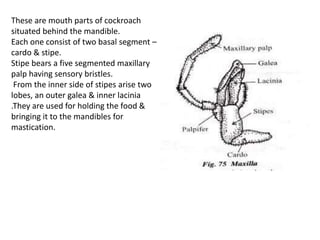 These are mouth parts of cockroach
situated behind the mandible.
Each one consist of two basal segment –
cardo & stipe.
Stipe bears a five segmented maxillary
palp having sensory bristles.
From the inner side of stipes arise two
lobes, an outer galea & inner lacinia
.They are used for holding the food &
bringing it to the mandibles for
mastication.
 