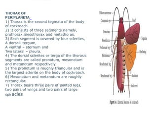 THORAX OF
PERIPLANETA
1) Thorax is the second tegmata of the body
of cockroach.
2) It consists of three segments namely,
prothorax,mesothorax and metathorax.
3) Each segment is covered by four sclerites,
A dorsal- tergum,
A ventral – sternum and
Two lateral – pleura.
4) The dorsal sclerites or terga of the thorasic
segments are called pronotum, mesonotum
and metanotum respectively.
5) The pronotum is roughly triangular and is
the largest sclerite on the body of cockroach.
6) Mesonotum and metanotum are roughly
rectangular.
7) Thorax bears three pairs of jointed legs,
two pairs of wings and two pairs of large
spiracles
 