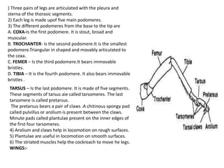 ) Three pairs of legs are articulated with the pleura and
sterna of the thorasic segments.
2) Each leg is made upof five main podomeres.
3) The different podomeres from the base to the tip are
A. COXA-Is the first podomere. It is stout, broad and
muscular.
B. TROCHANTER- Is the second podomere.It is the smallest
podomere.Triangular in shaped and movably articulated to
the coxa.
C. FEMER – Is the third podomere.It bears immovable
bristles.
D. TIBIA – It is the fourth podomere. It also bears immovable
bristles .
TARSUS – Is the last podomere. It is made of five segments.
These segments of tarsus aie called tarsomeres. The last
tarsomere is called pretarsus.
The pretarsus bears a pair of claws .A chitinous spongy pad
called pulvillus or arolium is present between the claws.
Minute pads called plantulae present on the inner edges of
the first four tarsomeres.
4) Arolium and claws help in locomotion on rough surfaces.
5) Plantulae are useful in locomotion on smooth surfaces.
6) The striated muscles help the cockroach to move he legs.
WINGS:-
 