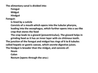 The alimentary canal is divided into:
Foregut
Midgut
Hindgut
Foregut:
Is lined by a cuticle
Consists of a mouth which opens into the tubular pharynx,
leading into the oesophagus, which further opens into a sac-like
crop that stores the food
The crop leads to a gizzard (proventriculus). The gizzard helps in
grinding food as it has an inner layer with six chitinous teeth.
The junction of the foregut and midgut has rings of 6 to 8 tubules
called hepatic or gastric caecae, which secrete digestive juices.
The hindgut is broader than the midgut, and consists of:
Ileum
Colon
Rectum (opens through the anus)
 