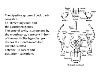 The digestive system of cockroach
consists of
an alimentary canal and
the associated glands.
The preoral cavity , surrounded by
the mouth parts, is present in front
of the mouth.The hypopharynx
divides the mouth in into two
chambers called
anterior – cibarum and
posterior – salivarium.
 