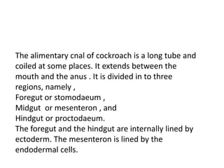 The alimentary cnal of cockroach is a long tube and
coiled at some places. It extends between the
mouth and the anus . It is divided in to three
regions, namely ,
Foregut or stomodaeum ,
Midgut or mesenteron , and
Hindgut or proctodaeum.
The foregut and the hindgut are internally lined by
ectoderm. The mesenteron is lined by the
endodermal cells.
 